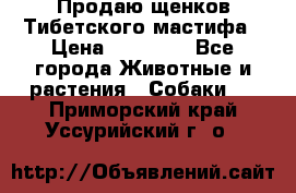 Продаю щенков Тибетского мастифа › Цена ­ 45 000 - Все города Животные и растения » Собаки   . Приморский край,Уссурийский г. о. 